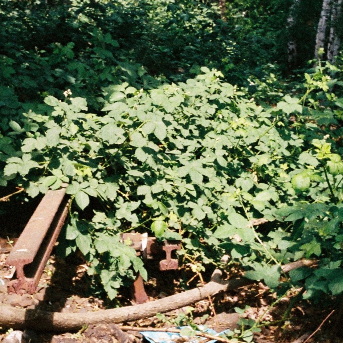Fluchtlinien der Erfahrung. Multimodale Widerspenstigkeit entlang der Siemensbahn&nbsp;Berlin.